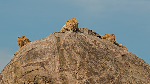 Three Lions on a Rock