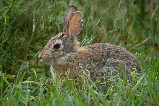 Cottontail in grass