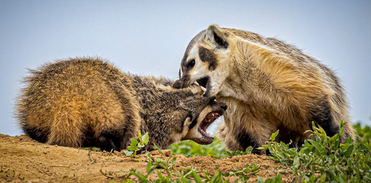 Two Badgers Tussling