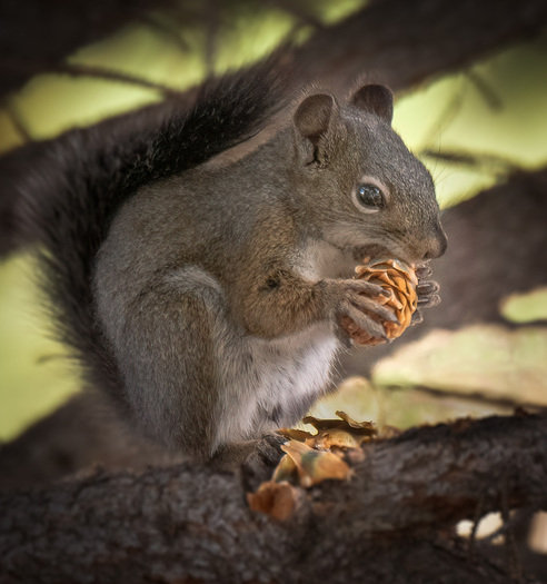 Red Squirrel eating a pine cone