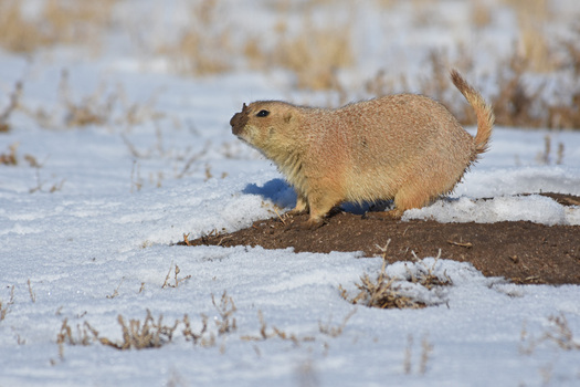 Prairie Dog with mud on its nose