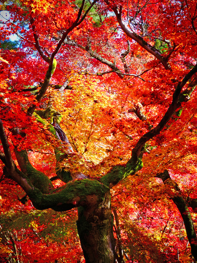 Autumn Foliage