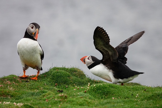 Two interacting puffins