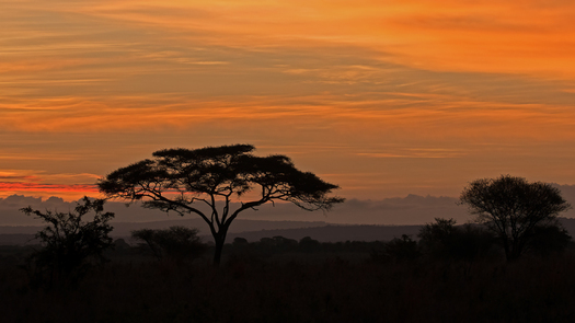 Acacia trees at sunrise
