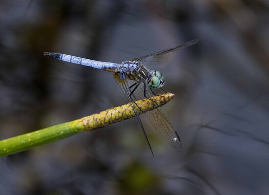 Great Blue Skimmer dragonfly