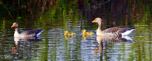 Two Geese and Two Goslings