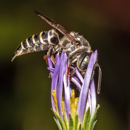 Bee on Aster Bloom