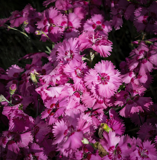 group of pink flowers