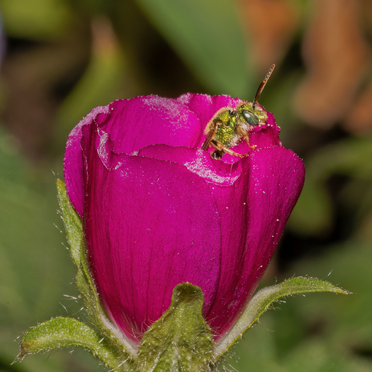bee in a flower