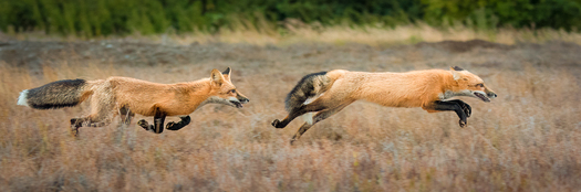 running foxes
