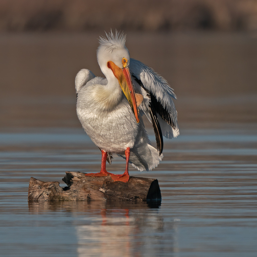 pelican standing on a log