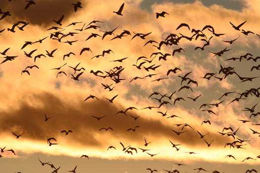 Geese Flying at Sunset