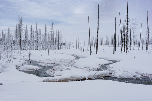 Stream through Snow, Ice and Trees