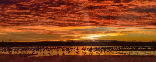 Sunrise over pond with water birds