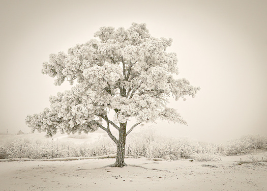 Tree with Hoarfrost