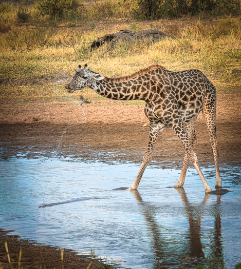 Giraffe wading in water with a bird near its neck