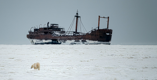 Rusting ship stuck in ice with a polar bear in foreground