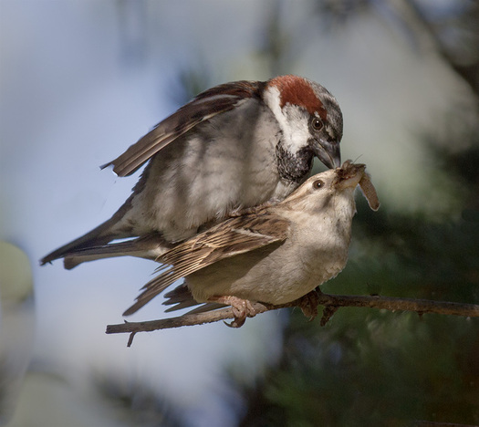 Mating House Sparrows with a slug in the female's mouth