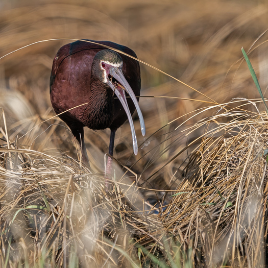 White-faced Ibis eating an insect