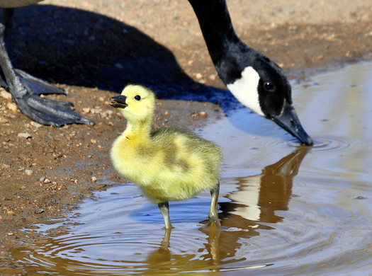 Gosling wading in water in front of a drinking goose
