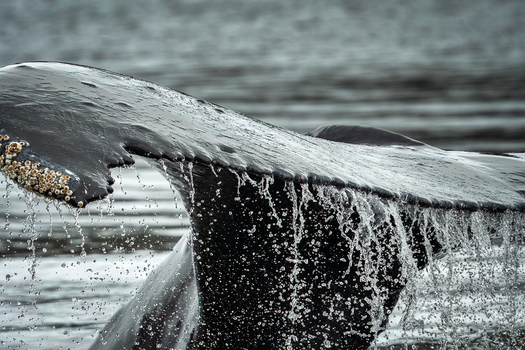 whale tail emerging from water