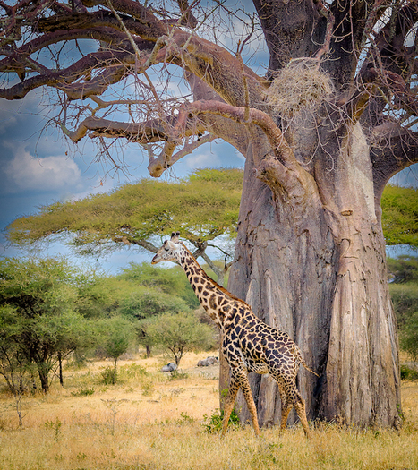 Giraffe and African trees
