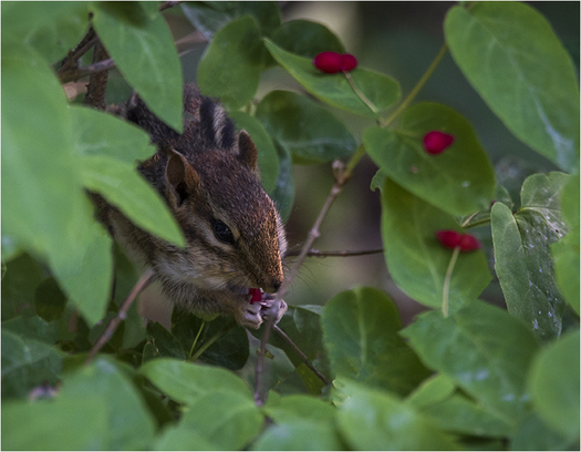 chipmunk eating a berry