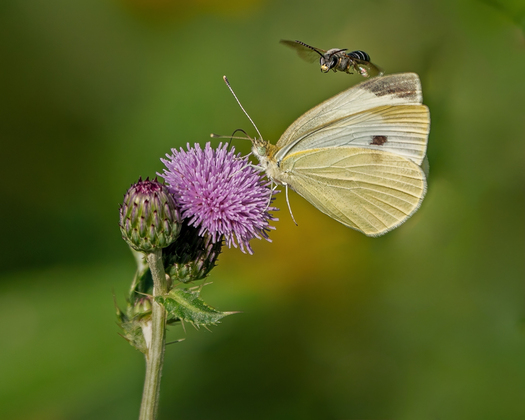 cabbage white butterfly and furrow bee