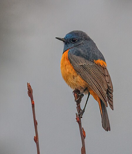blue, orange and gray bird