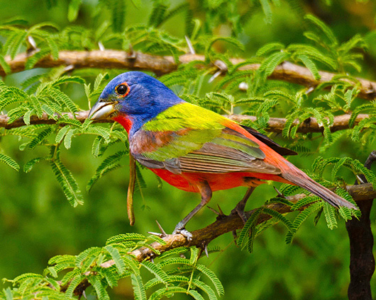 Painted Bunting