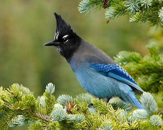 Stellar's Jay