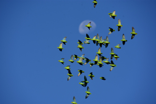 Flock of green birds flying in front of the moon