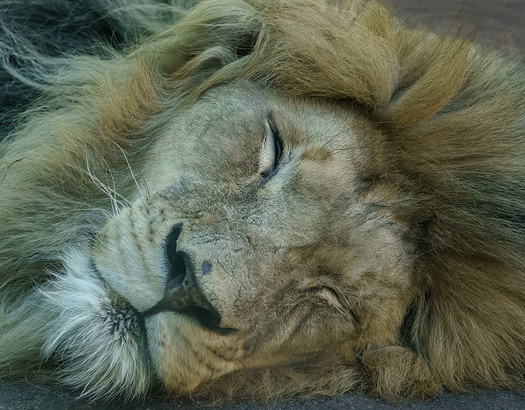 Head shot of a sleeping lion