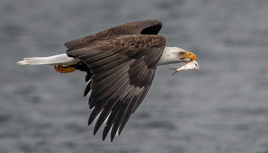 Flying Bald Eagle with a fish