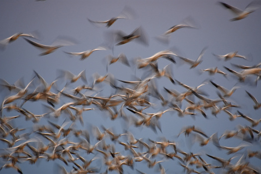 flock of snow geese in flight