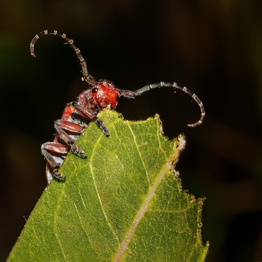 Red long-horned beetle on a partly eaten milkweed leaf