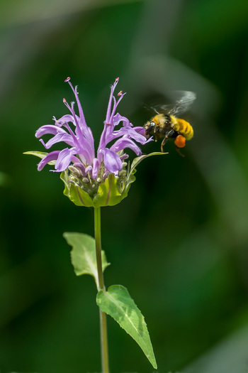 bee on a purple flower
