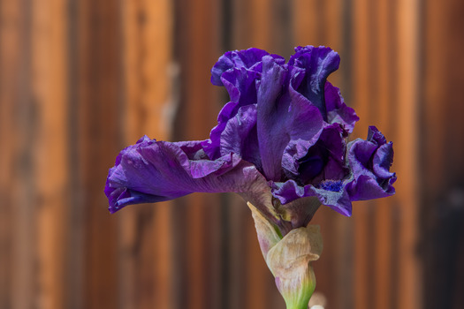 purple flower