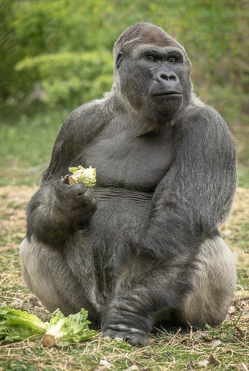 gorilla holding a piece of food