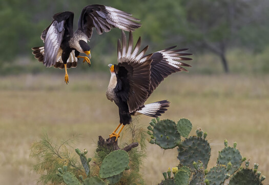 fighting caracaras