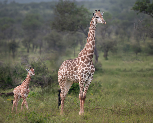 baby giraffe with an adult