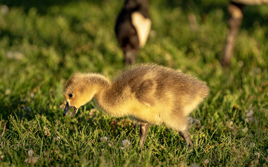 gosling with adult goose in the background