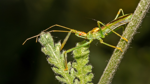 Slim green bug on a plant