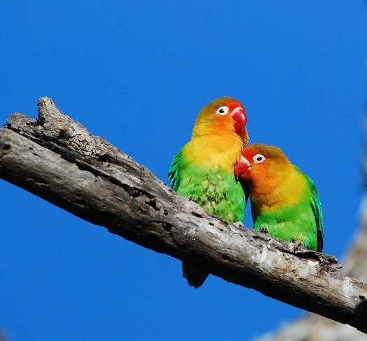 A colorful bird snuggling up to a similarly colored bird.