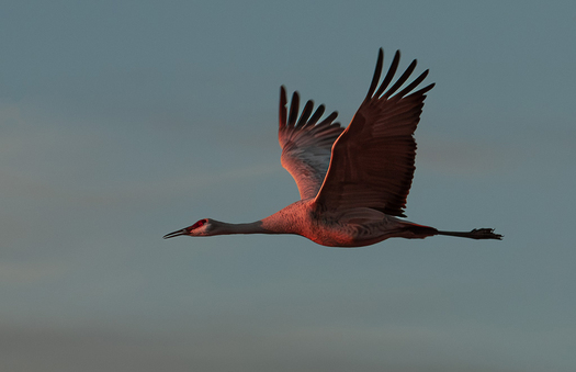 Flying crane at sunrise or sunset
