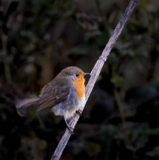 Small orange-chested bird on a stick
