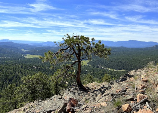 Gnarled tree on a rocky slope above a forest