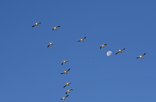 A flock of snow geese flying in front of the moon