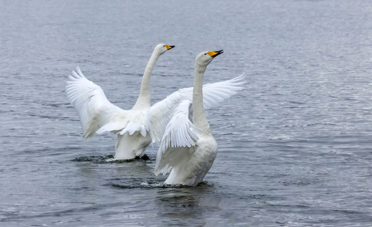 Two swans flapping their wings