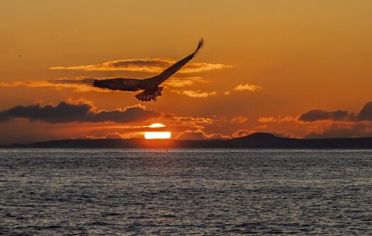 Raptor flying over water at sunrise